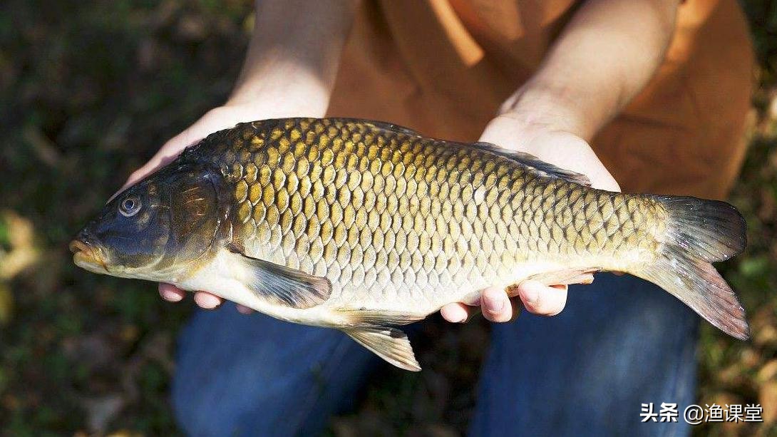 钓鱼人被别人揍了怎么办,钓鱼人最实用的小技巧