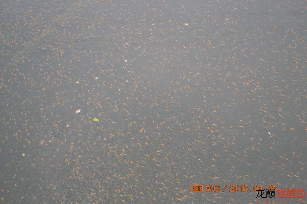 锦鲤苗成长,日本锦鲤水花苗成长