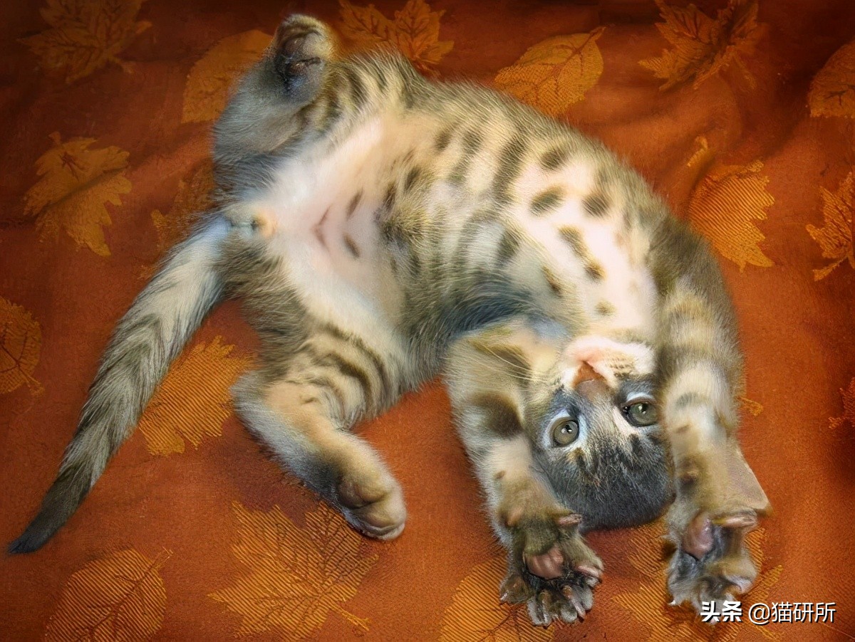 8个猫咪「性」的冷知识，务必背着主子看