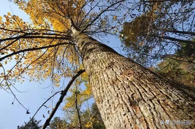 林荫大道木材,鹅掌楸和榉木哪个做家具好