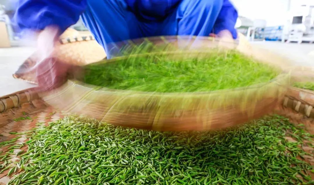 我们争分夺秒加班加点，就是为了奉上今春这第一波蒙顶皇茶！