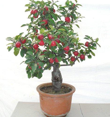 种满山的山楂树,庭院种植精品山楂树