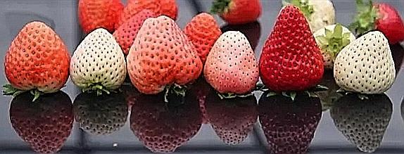 现在哪里有大棚种植草莓,大棚草莓种植草坝