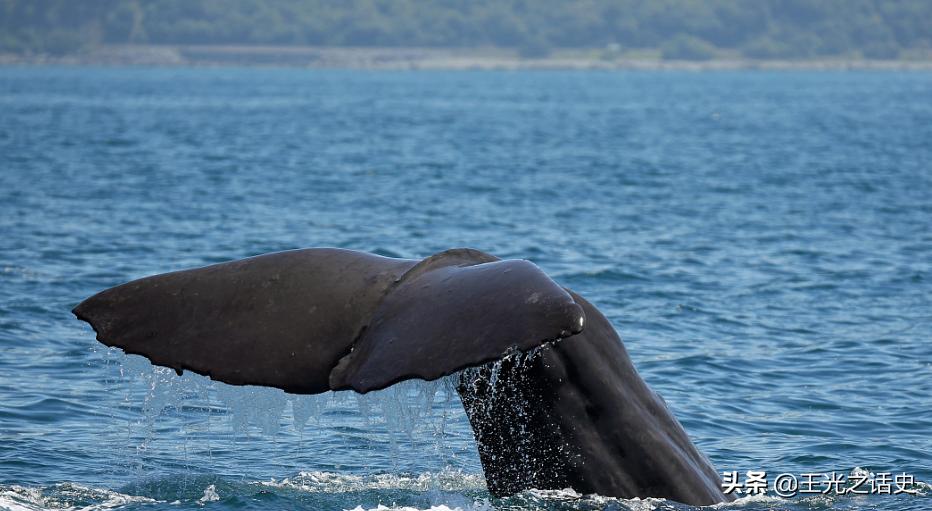 为什么说新西兰是大农村,新西兰怎么成为发达国家