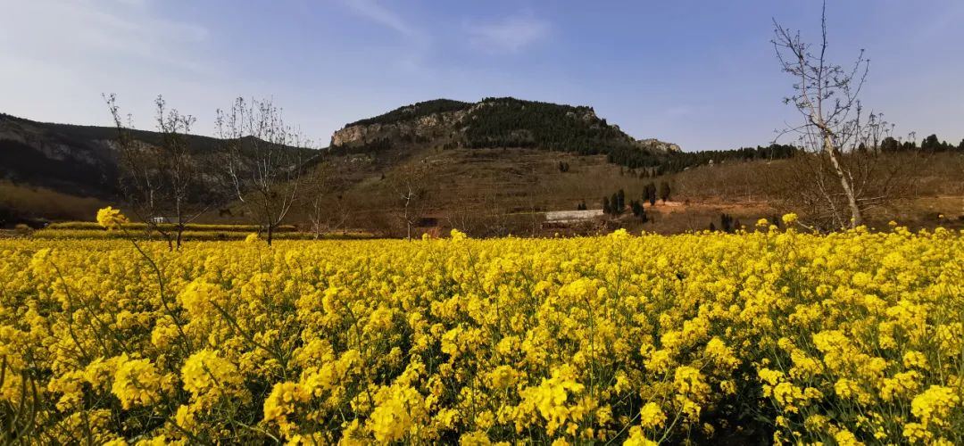 济南3月免费赏花攻略,花都开了济南周边赏花攻略收好