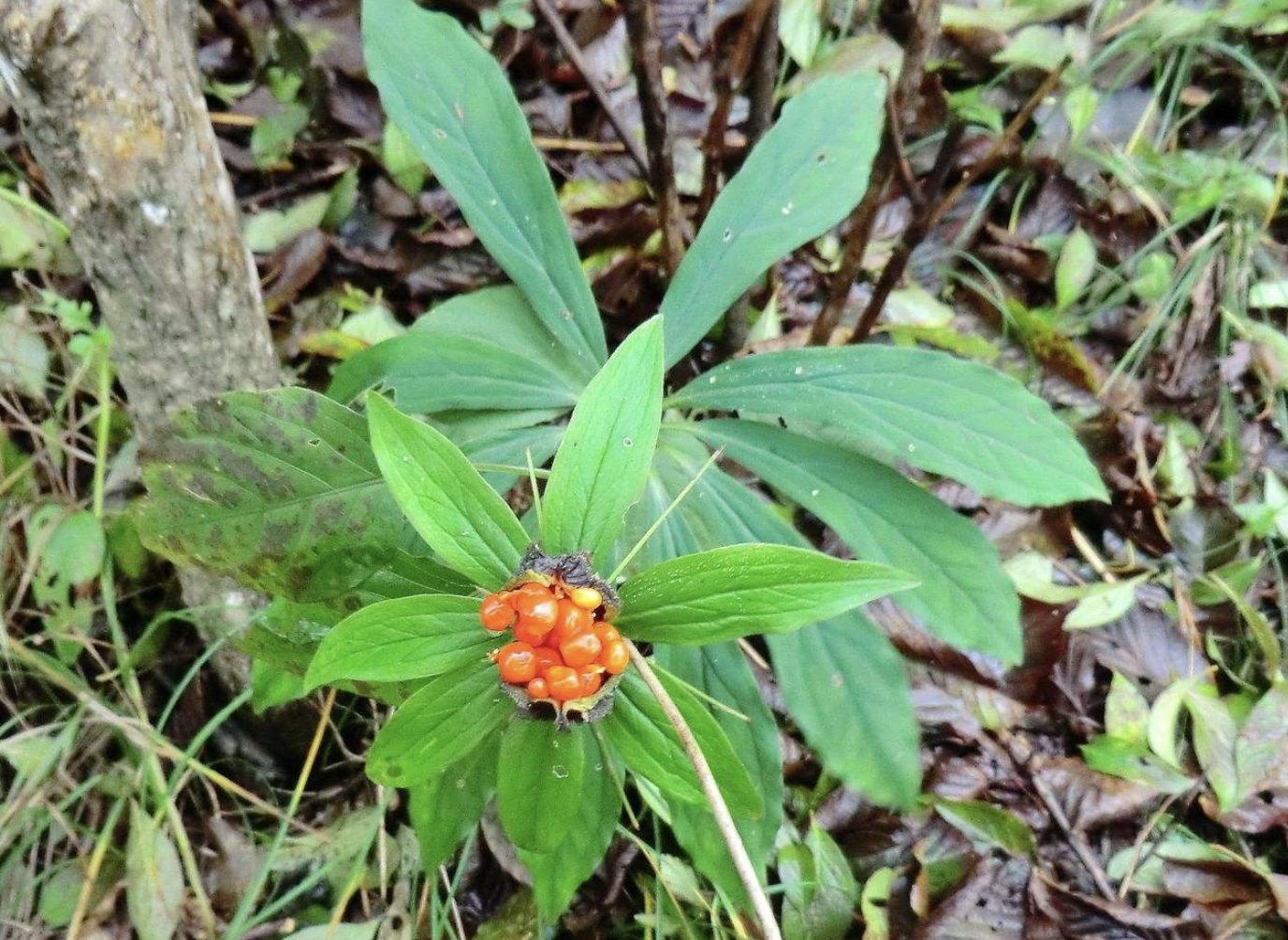 竹林里的野草有什么,随处可见的野草卖18块1斤