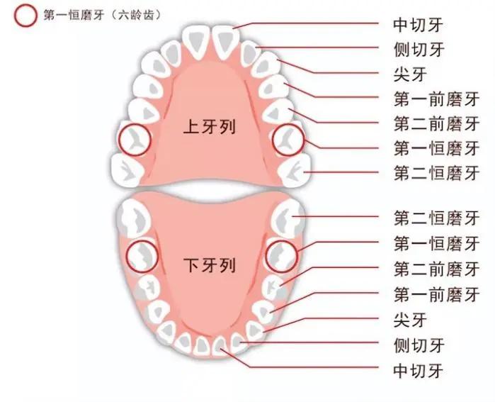6-12岁换牙怎么换一口好牙,7岁换牙期注意事项怎么才整齐
