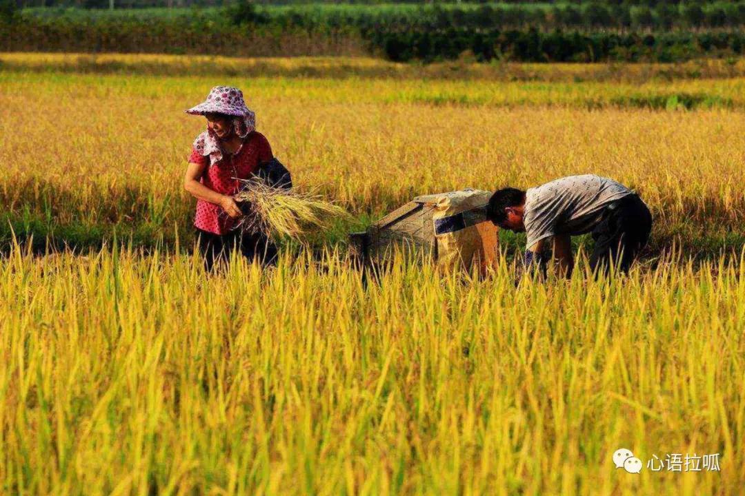 淄博曾经有合成氨和三十万