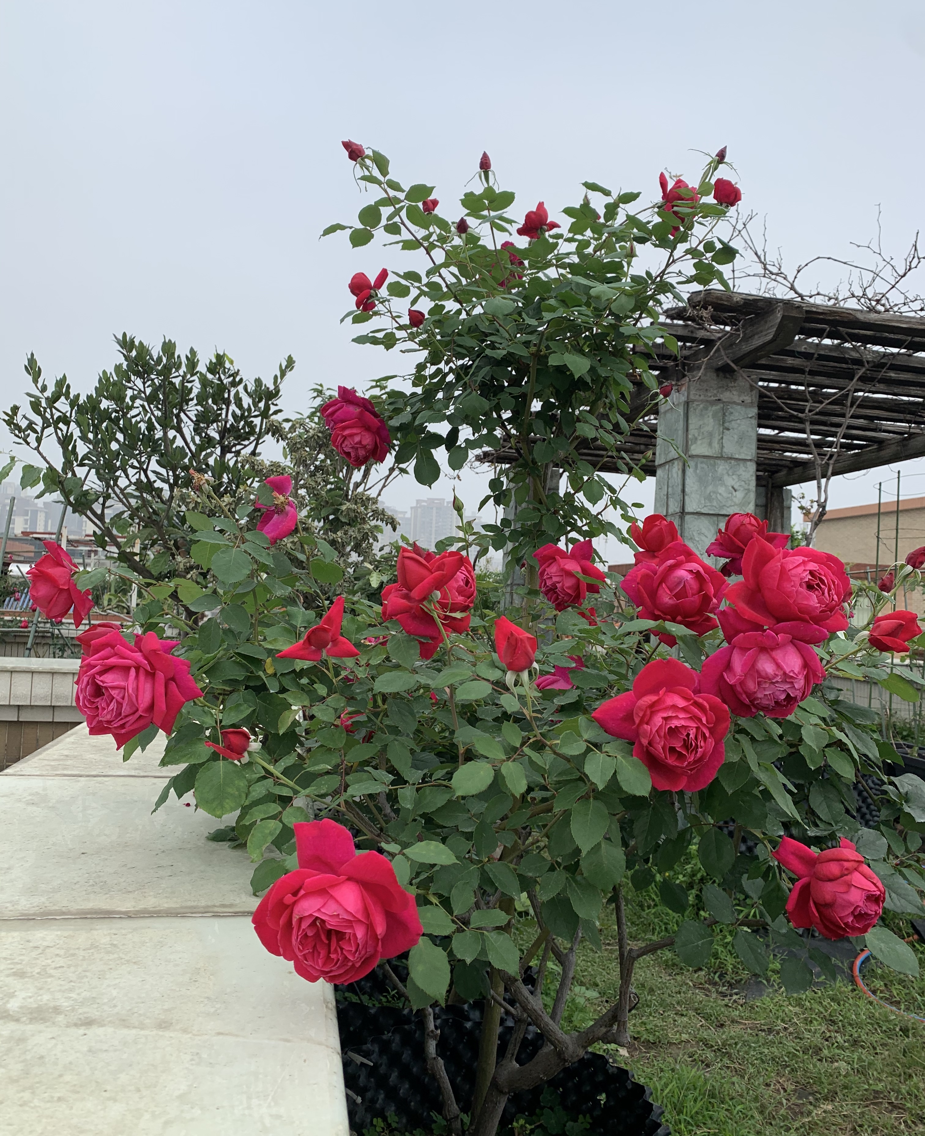 月季花十大经典品种分享,十大公认最香的四季月季