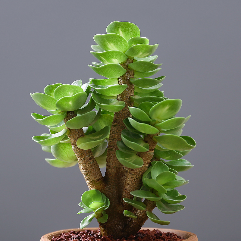 100种绿植大全,50种盆栽绿植花卉大全