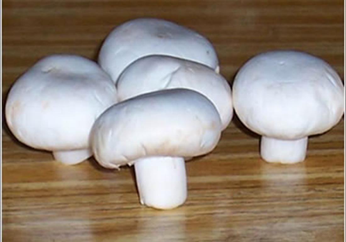 双孢菇种植技术和管理,双孢菇种植需要什么条件