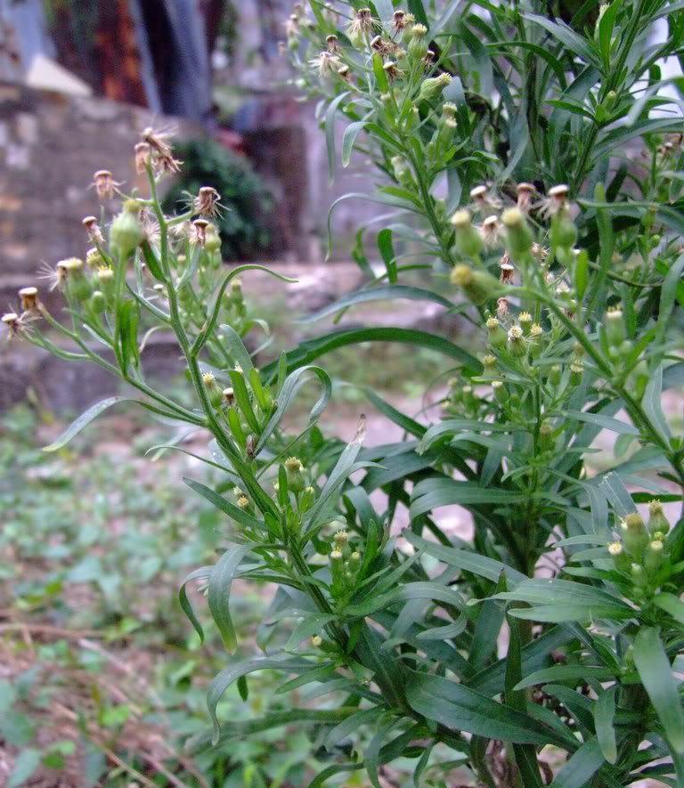 38种常见入侵植物花朵,38种疯狂的入侵植物