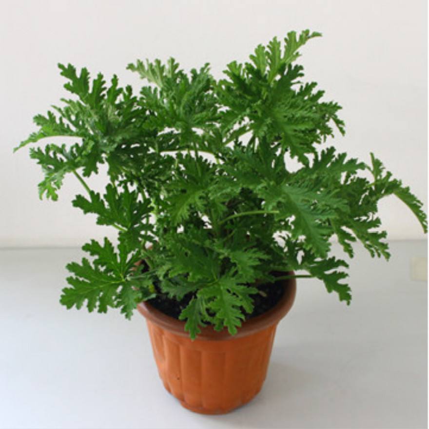 5月蚊虫多，咱可不要怕，卧室摆上几盆花，蚊虫问题轻松解决！