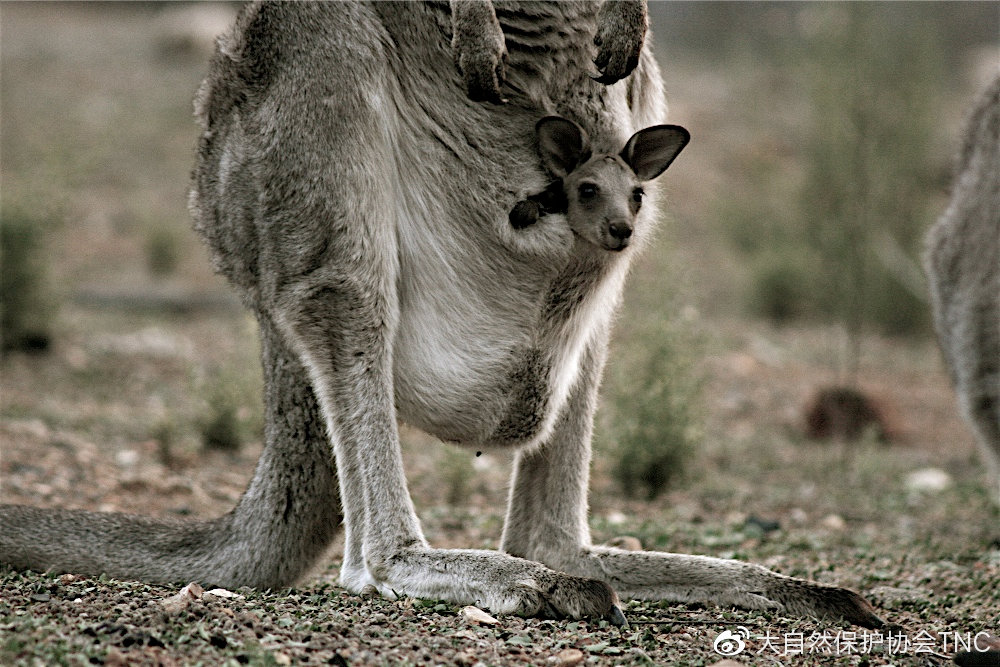 有袋动物只有澳洲有吗,有袋动物小科普