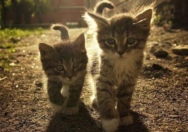 猫咪外出用什么装比较好,猫咪外出怎么装