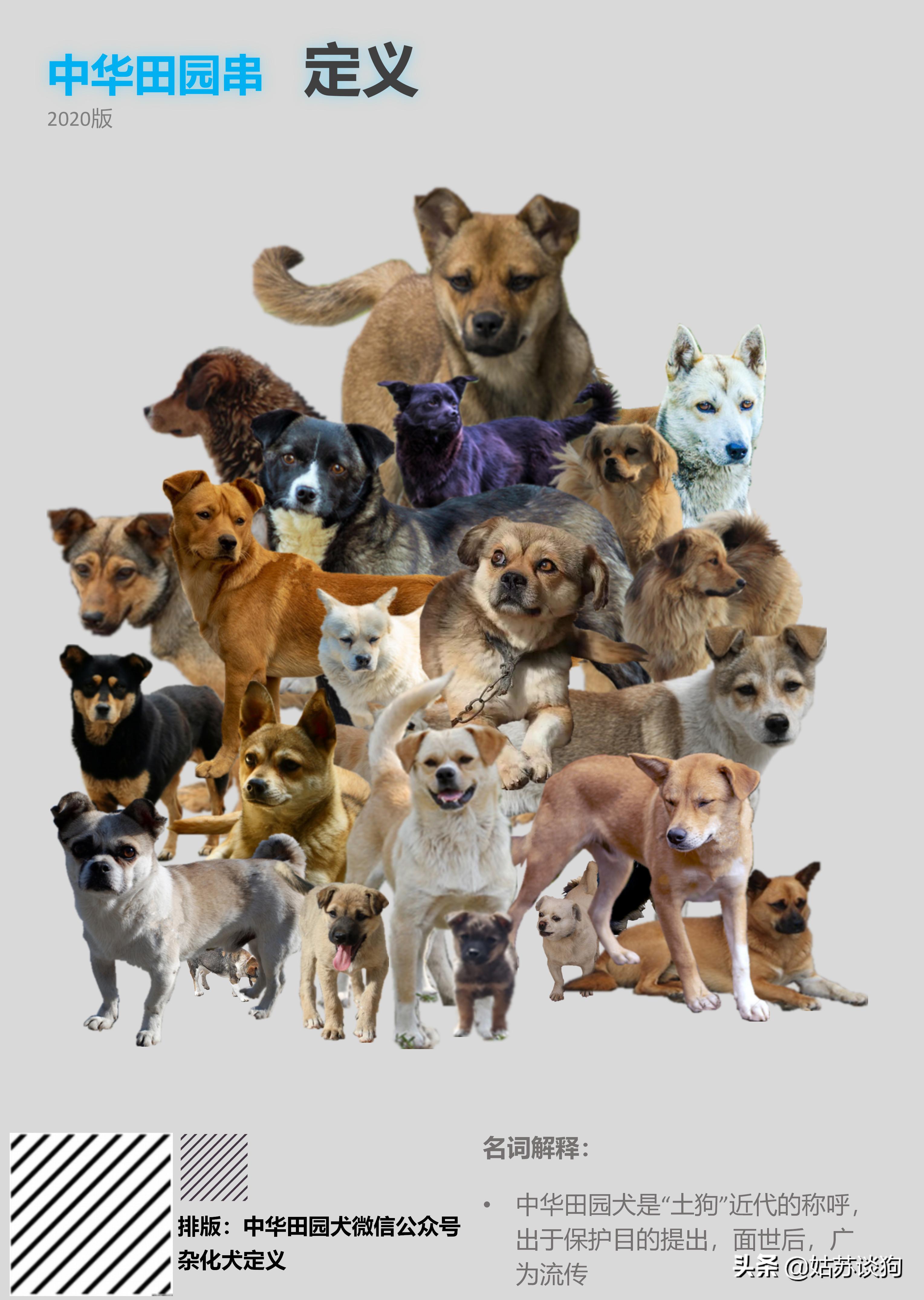 土狗毛多的好还是毛少好,农村土狗为什么越来越少