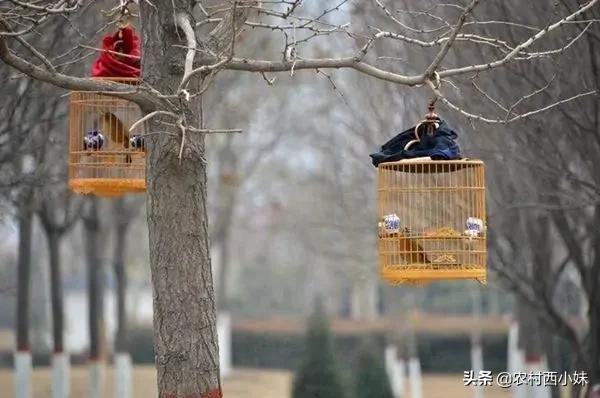 如何防止鸟撞笼呢,怎样防止鸟笼子的羽毛乱飞