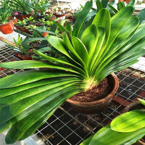 养花也要一种好心态才能养好花,人养花花养人6种花越养越健康