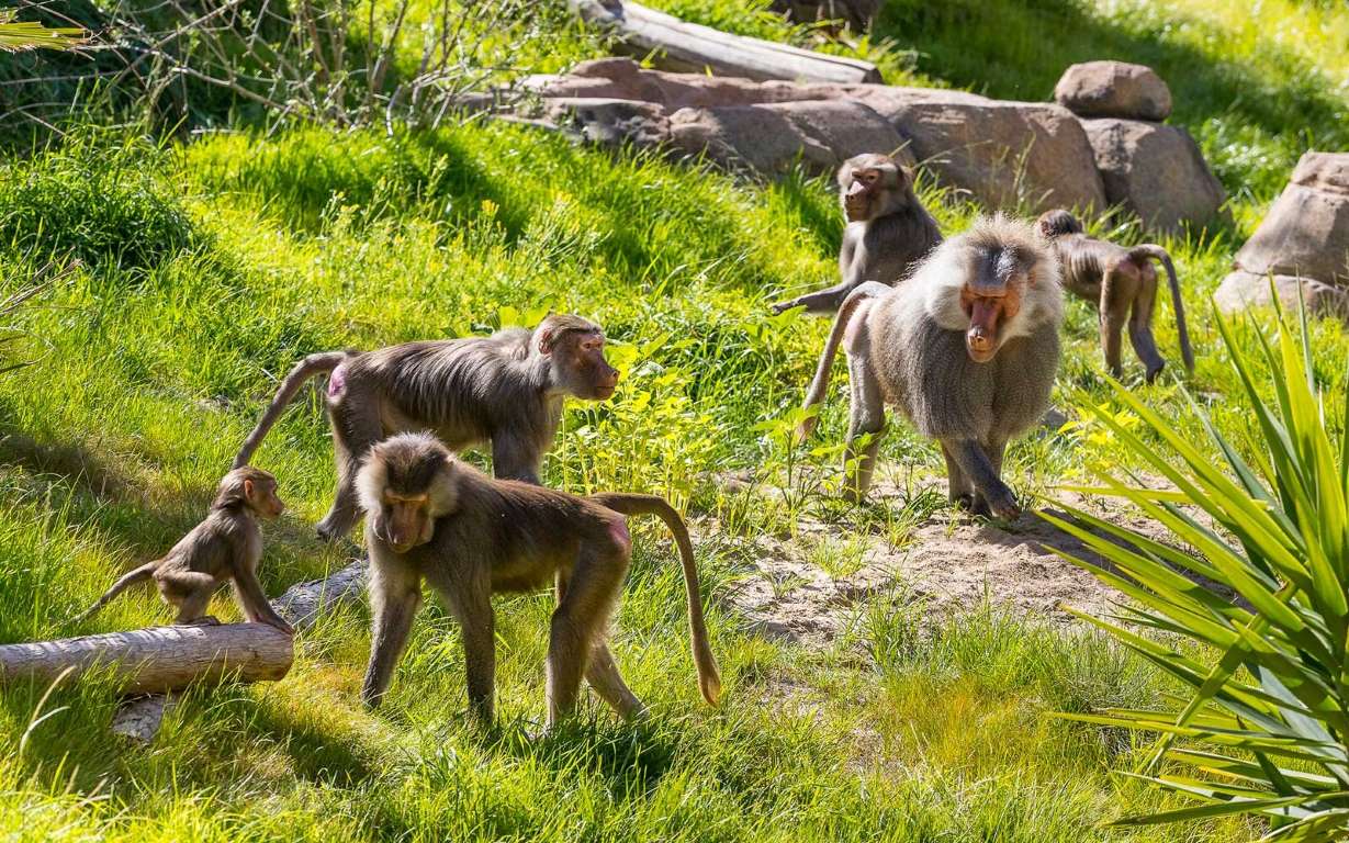 美国加州圣地亚哥之行,美西之旅圣地亚哥