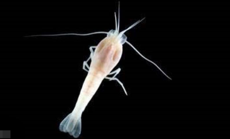 这只煮不熟的虾,生猛高能,竟难倒一众神厨