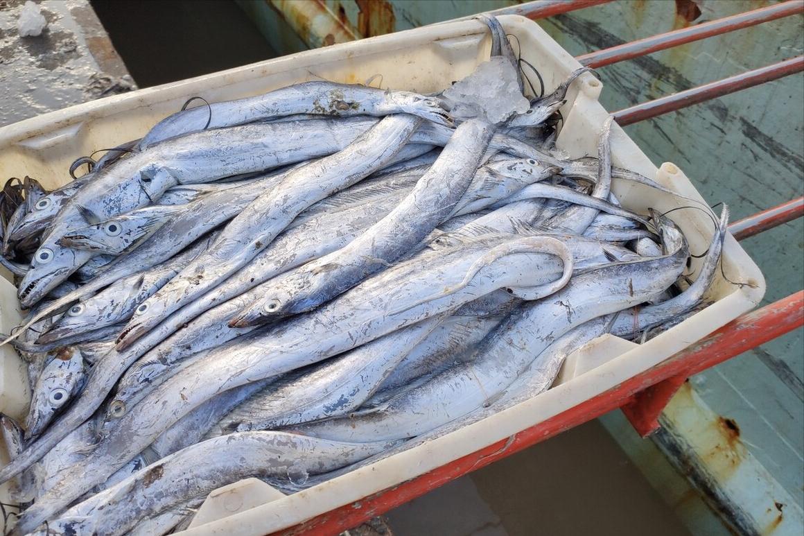 中国哪里的带鱼最好吃评测,全国哪里的带鱼最好吃