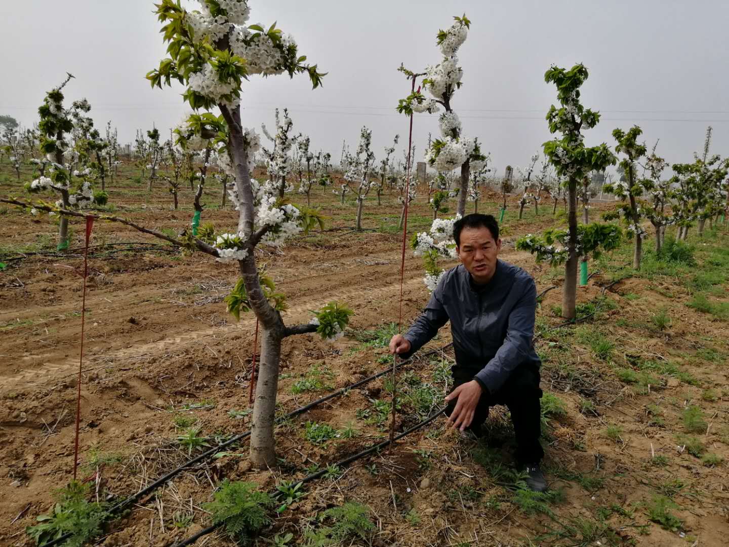 渭南农业产业园,华州区苗木花卉产业园