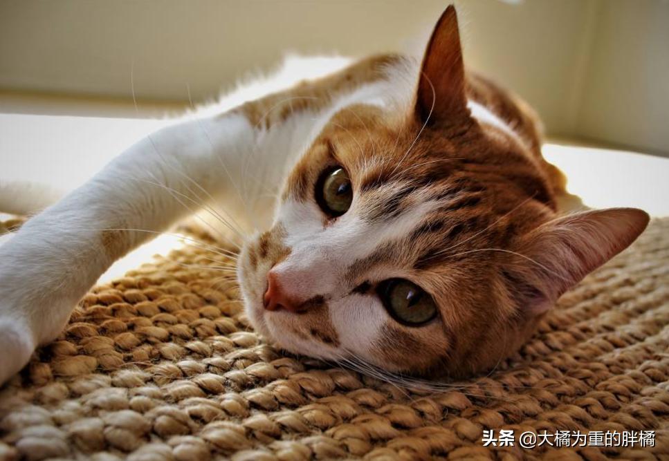 猫咪一到晚上就呕吐怎么办,猫咪晚上闹腾怎么解决