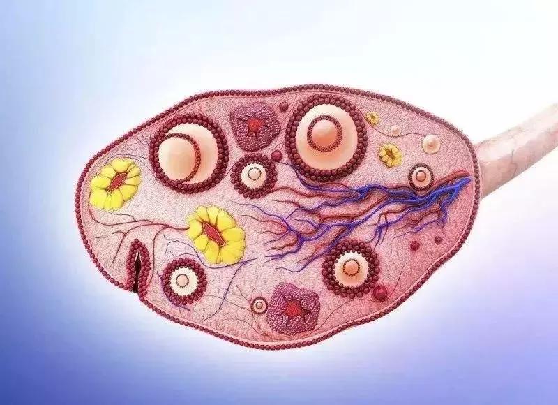 女子和老公吵架导致大出血,21岁女子婚后大出血