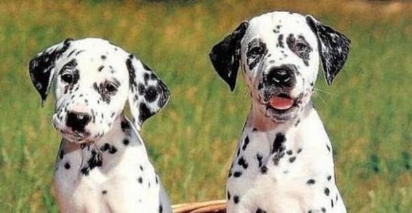 45种常见狗狗认几种主人,45种常见狗狗拉布拉多图片