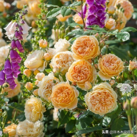 推荐一下多头月季花,100种月季品种大全