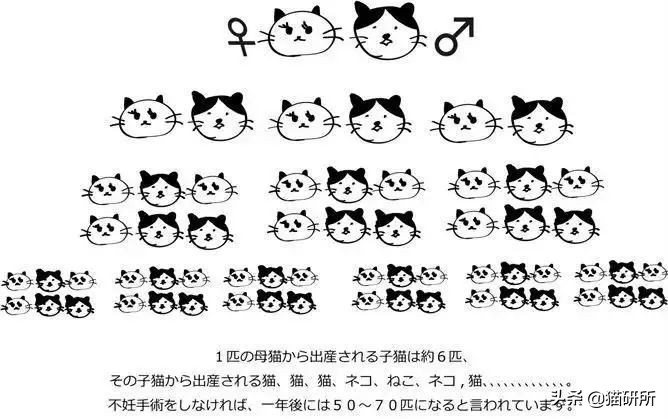 8个猫咪「性」的冷知识，务必背着主子看