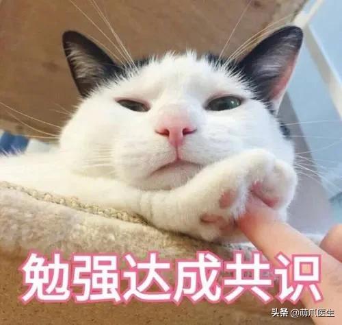 猫咪精力太旺盛还咬人怎么办,猫咪最近脾气暴躁咬人怎么办