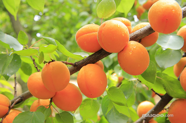 辽宁省哪的采摘园最好,十一辽宁采摘园有哪些地方