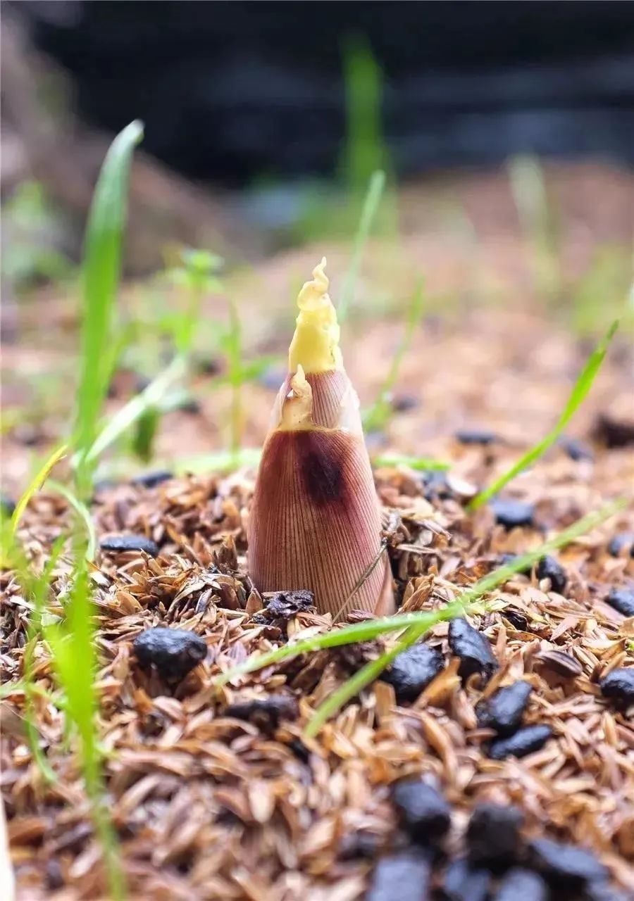舌尖上的珍味春笋,舌尖上的春笋完整视频