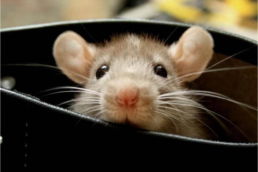 民间秘术奇谈,民间驭鼠术的真实故事