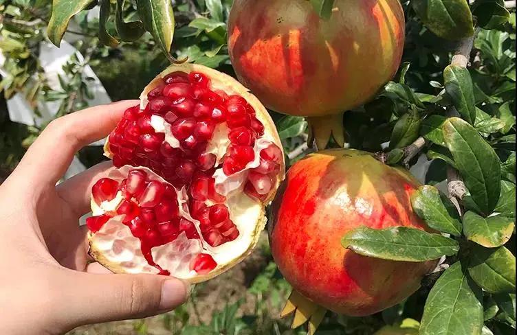 超甜不用吐籽的石榴你吃了吗,不用吐籽的石榴不白吃
