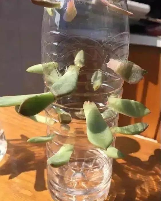 如何利用废弃的塑料瓶养花,可乐瓶养花神器