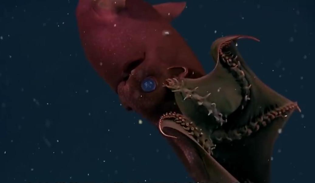 史前深海最可怕的生物,真实存在的深海怪异生物