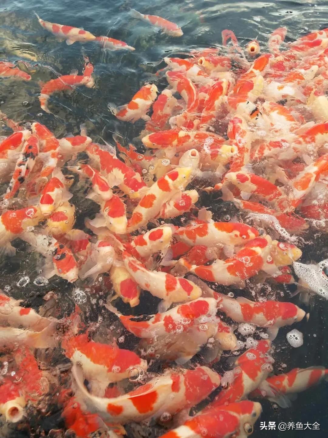 锦鲤喂多了会出现什么情况,锦鲤不养了怎么处理掉