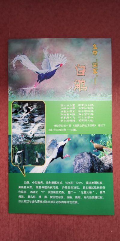 “鸟中‘闲客’——白鹇”特展在黑龙江省博物馆展出