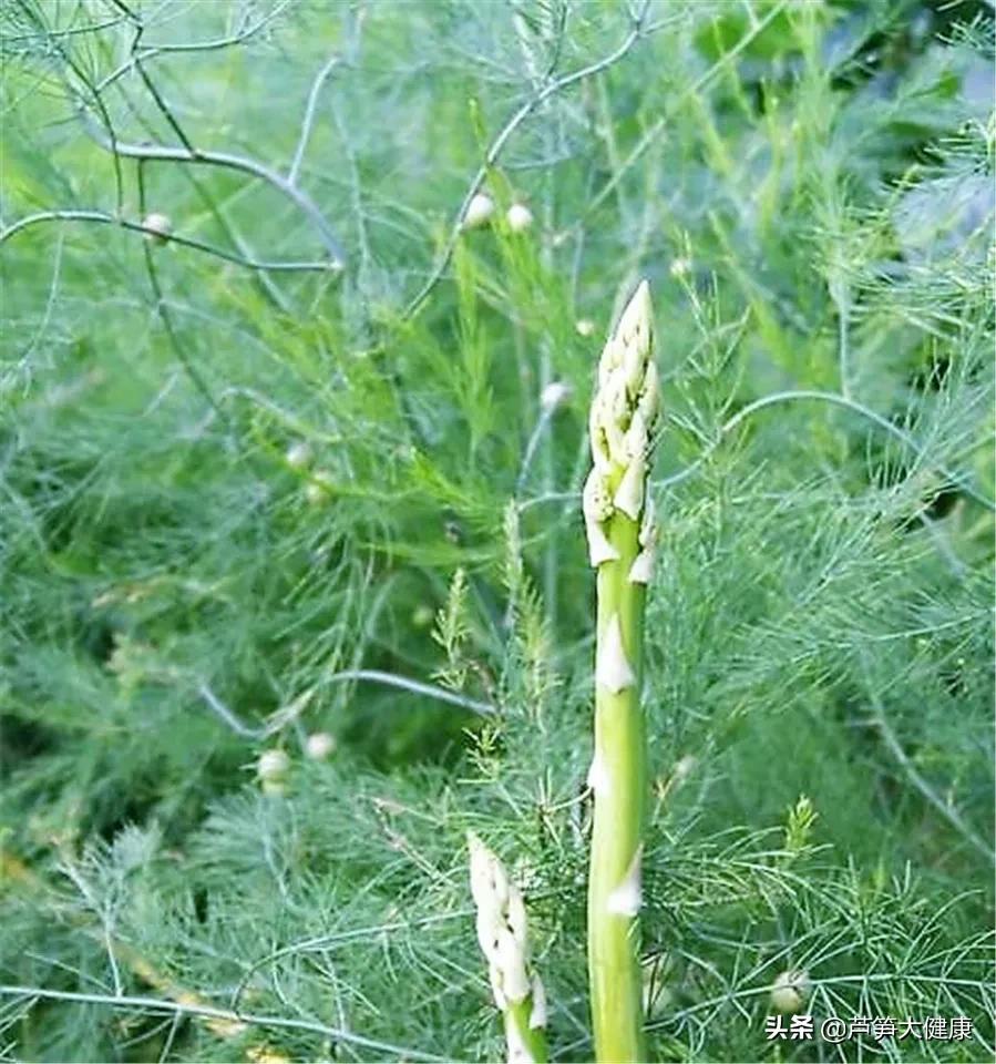 蔬菜之王芦笋在春天吃最应景,芦笋蔬菜