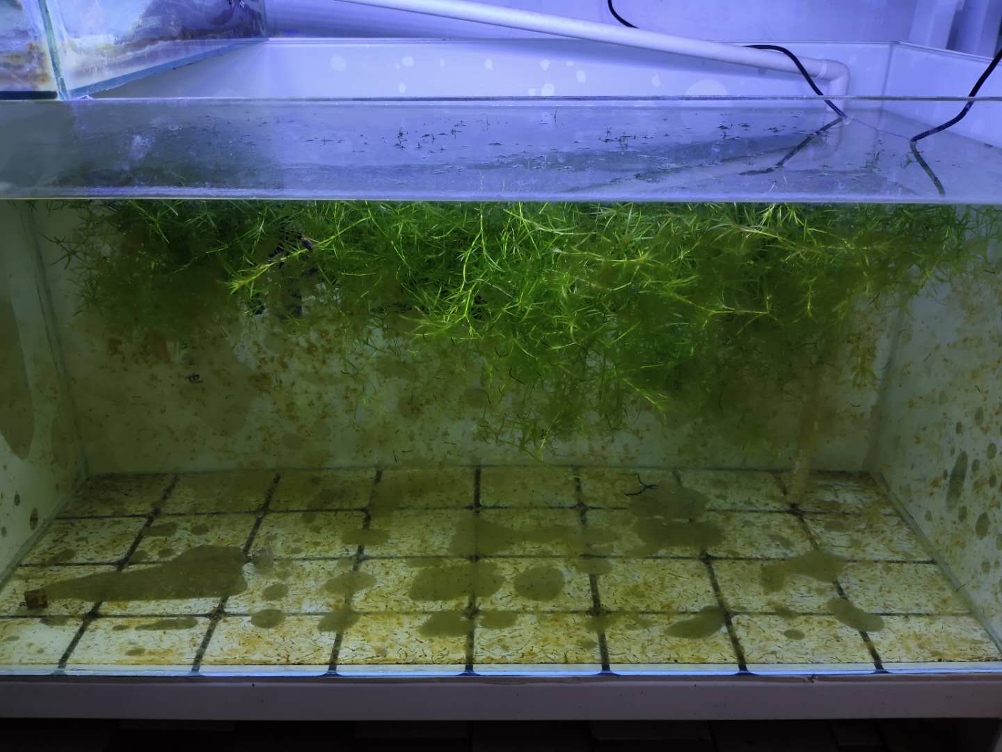 观赏鱼水草自然繁殖,观赏鱼用什么水草养最合适