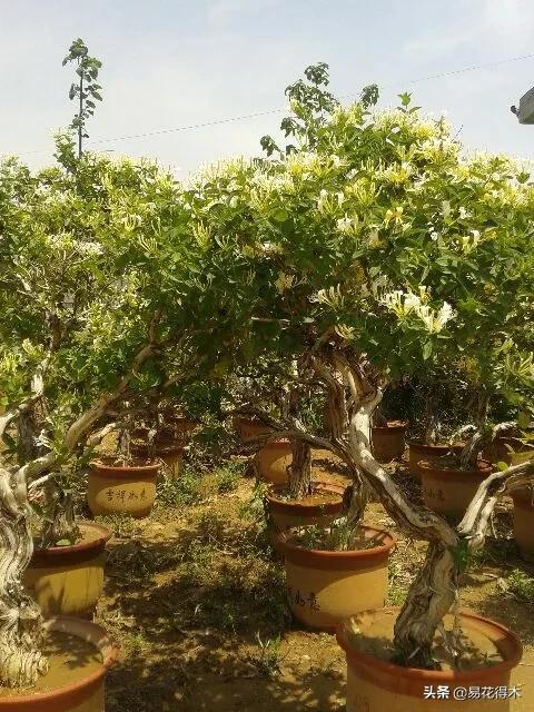 金银花黄叶子有黑斑是怎么回事,金银花现在发黄是啥原因