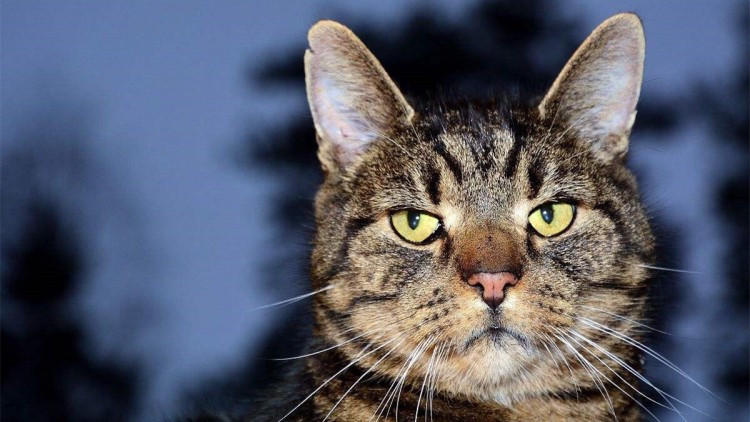 猫咪吃可怕的糖果,盘点猫咪吃了雪糕的表现