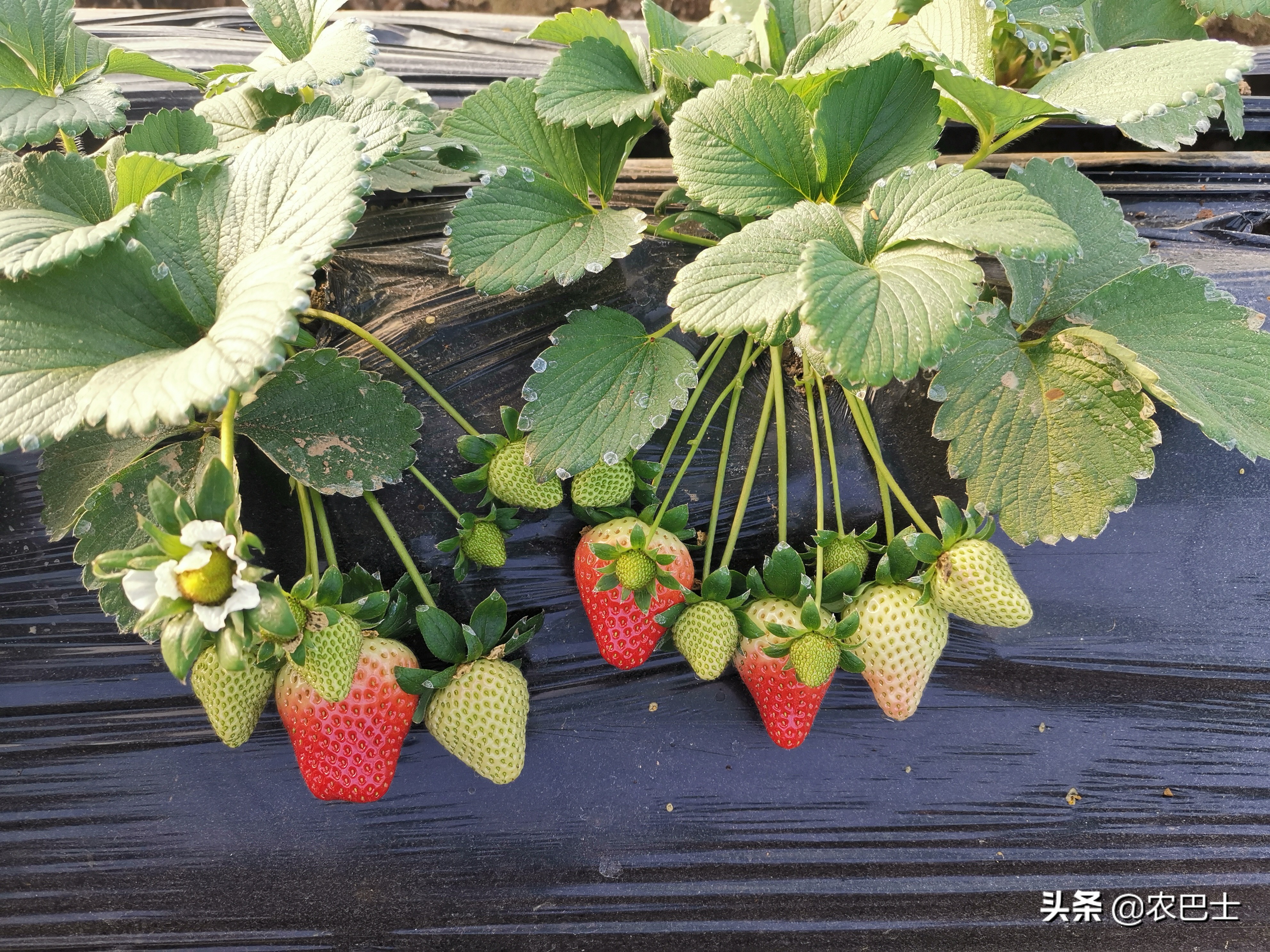 螨害红蜘蛛,二斑叶螨对草莓有什么危害