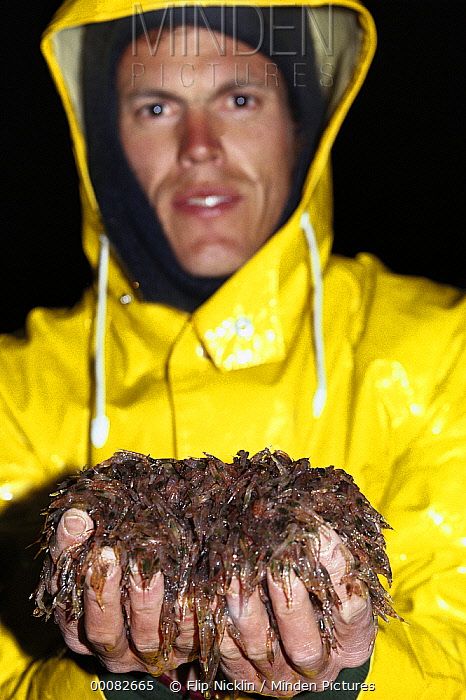 蓝鲸的进化史是什么,脆弱的巨人蓝鲸