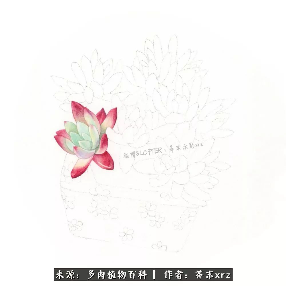 那个爱画多肉的小姑娘带着她的心头肉又来啦！