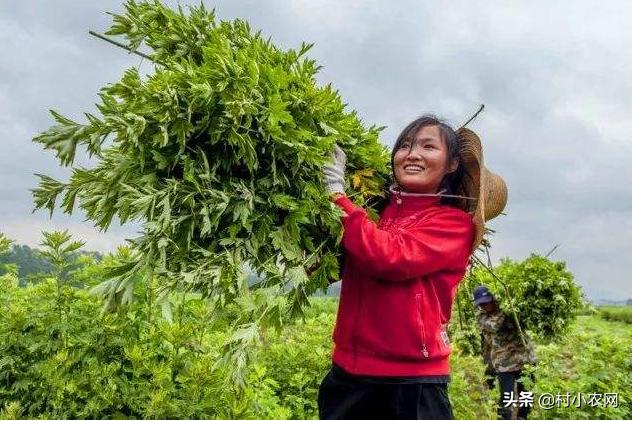 农村种植致富的20个项目排行榜,大学生返乡创业种植大棚蔬菜三年