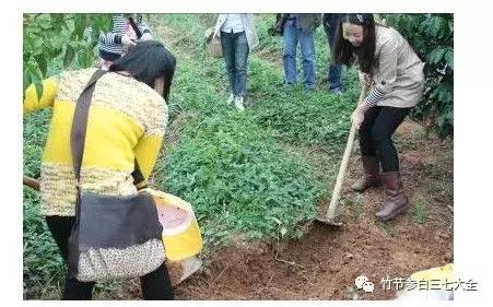 现在种植什么药材最赚钱 (现在市场上种植什么药材最赚钱)