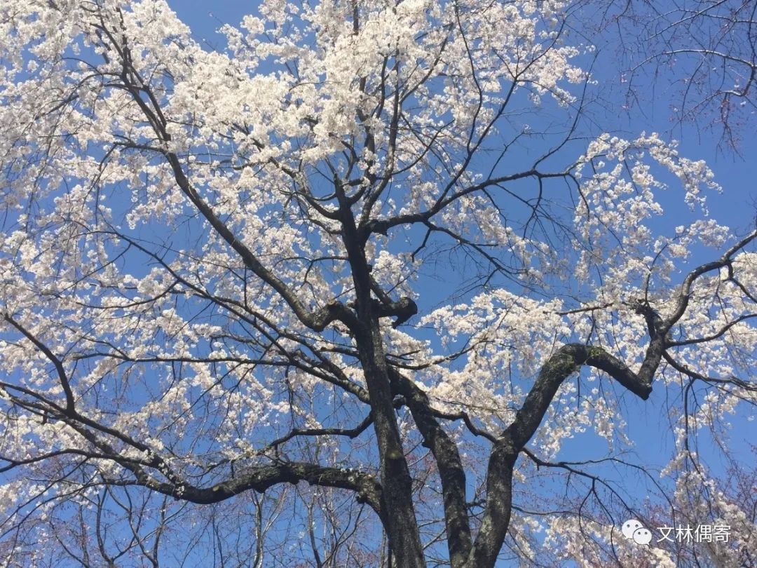 东游记二十五下,东游记二